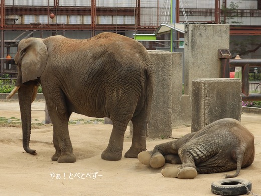 とべ動物園ブログ：やぁ！とべとべずー