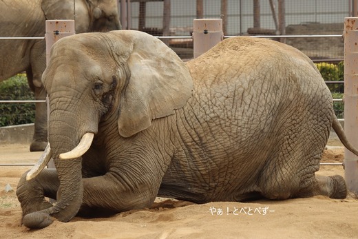 日本いちのお母さんゾウ：リカさん（愛媛とべ動物園）