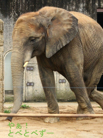 とべ動物園アフリカゾウイベント:媛ちゃん9歳のお誕生会開催