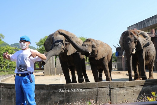 とべ動物園アフリカゾウ：アフ、リカ、媛、砥夢、砥愛