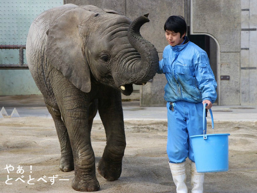 とべ動物園アフリカゾウの訓練の様子
