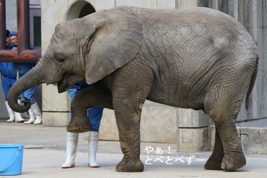 とべ動物園アフリカゾウ：アフ、リカ、媛、砥夢、砥愛