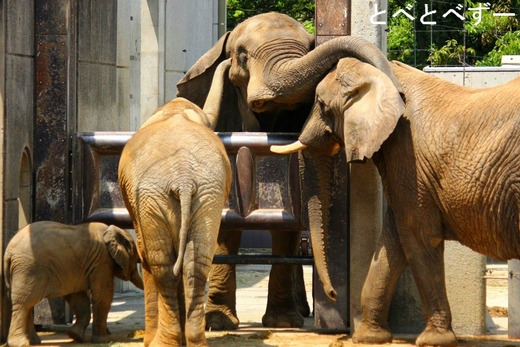 日本で唯一アフリカゾウの親子が暮らす砥部動物園