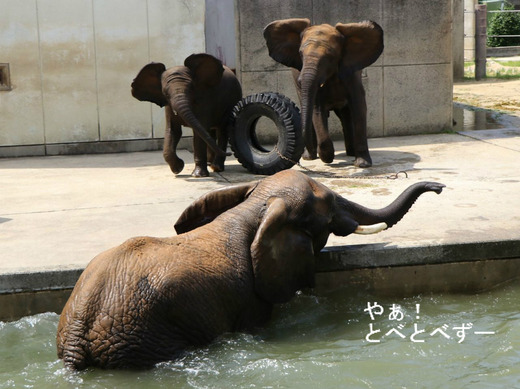 日本で唯一アフリカゾウの家族が見られる愛媛県立とべ動物園