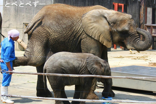 多摩動物公園に婿入りした砥夢くんの姉妹