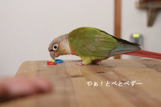 芸をするウロコインコの『もみじ』さん