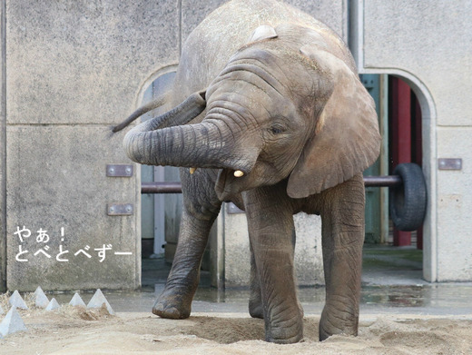 日本で唯一アフリカゾウの子象が見られる愛媛とべ動物園