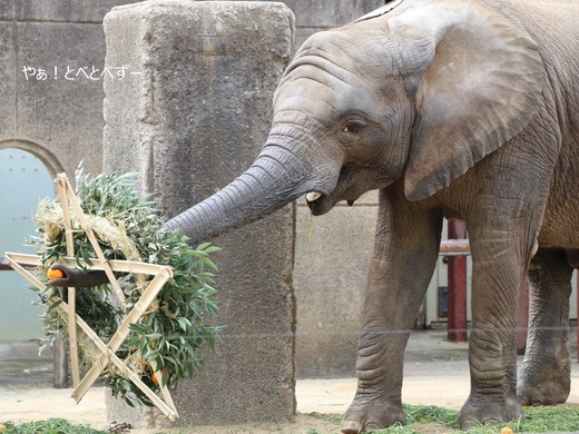 とべ動物園ブログ：やぁ！とべとべずー