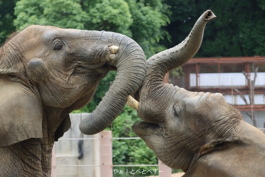 アフリカゾウ、サバンナゾウ、マルミミゾウ大好きブログ