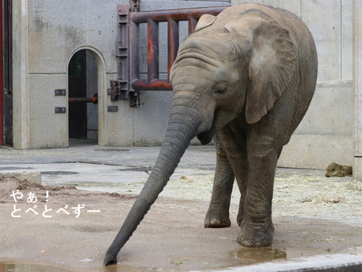 とべ動物園アフリカゾウのブログ:やぁ!とべとべずー