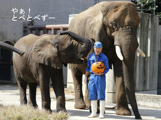 とべ動物園イベント:ハロウィンな、とべ家