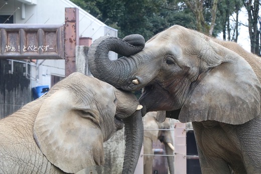 とべ動物園アフリカゾウの姉妹:媛ちゃん、砥愛ちゃん