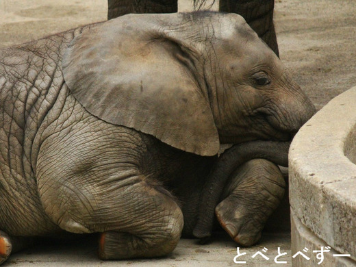 とべ動物園アフリカゾウのブログ:やぁ!とべとべずー