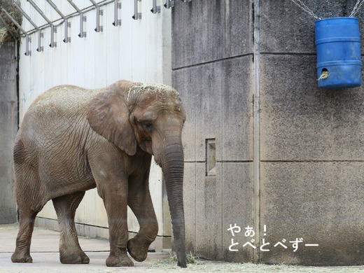 とべ動物園アフリカゾウ：媛ちゃん（メス、13歳）
