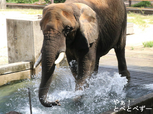 とべ動物園アフリカゾウのブログ:やぁ!とべとべずー