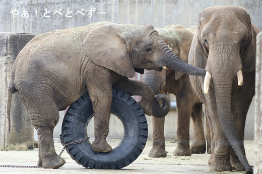 とべ動物園アフリカゾウの親子:リカ母さんと砥愛ちゃん