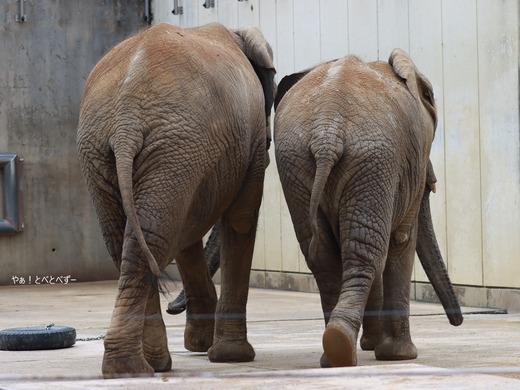 アフリカゾウのお尻＠愛媛県立とべ動物園