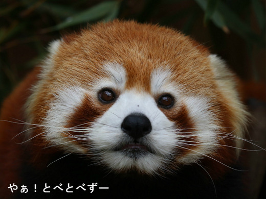 とべ動物園:レッサーパンダの砥々丸くん