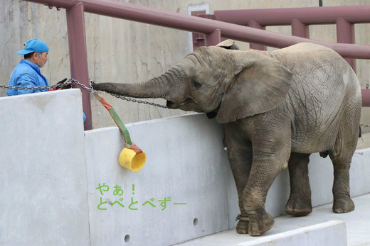 とべ動物園アフリカゾウの