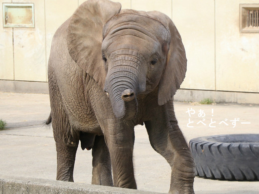 日本で唯一アフリカゾウの子象が見られる愛媛とべ動物園