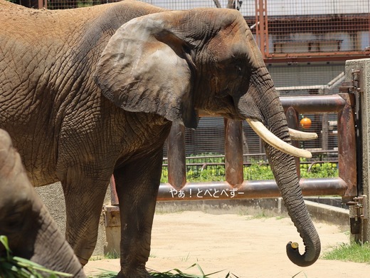 とべ動物園アフリカゾウ：リカ母さん（メス、推定３６歳）