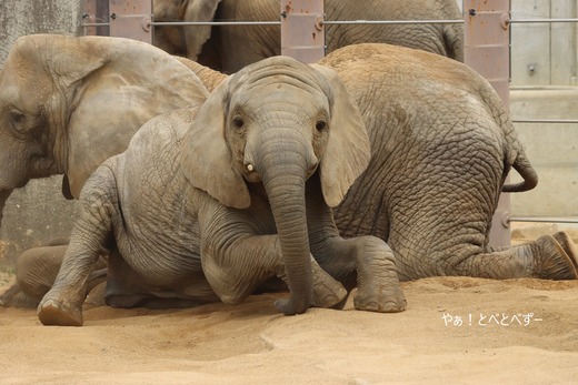 とべ動物園ブログ：砥愛、まんぷく、リュウト、フー、ティア