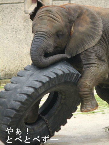 アフリカゾウの写真満載のブログ：や
