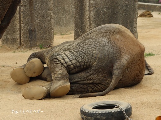 とべ動物園アフリカゾウ：砥愛ちゃん（メス、9歳）