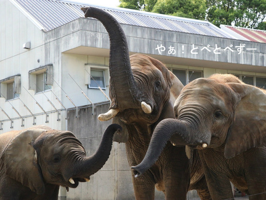 とべ動物園アフリカゾウのブログ：やぁ！とべとべずー