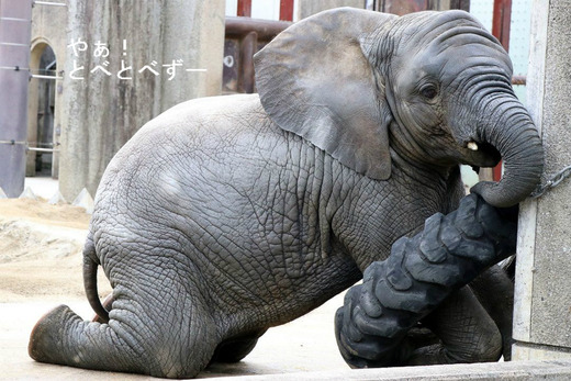 アフリカゾウ、アジアゾウ大好きブログ:やぁ!とべとべずー