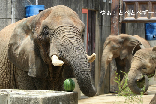 とべ動物園アフリカゾウ：リカ母さん（推定３３歳）