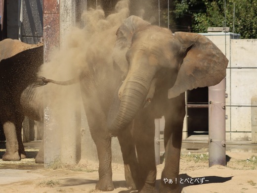 とべ動物園アフリカゾウのブログ:やぁ!とべとべずー