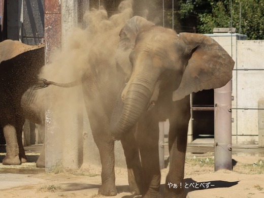 とべ動物園アフリカゾウのブログ：やぁ！とべとべずー