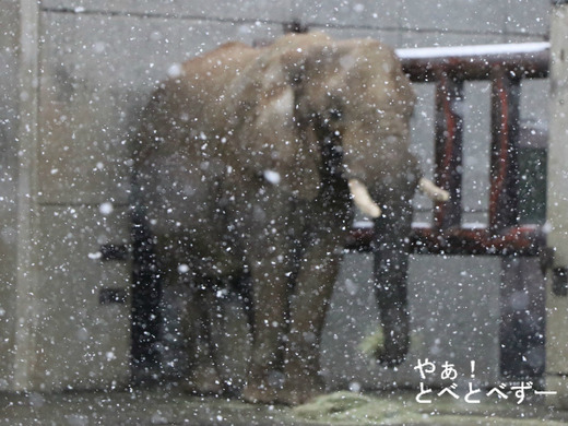 雪が降った日のとべ動物園アフリカゾウ舎