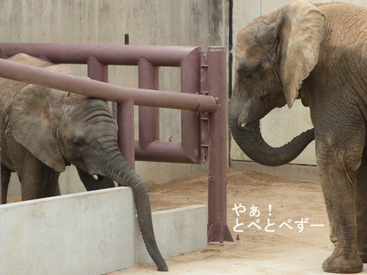 とべ動物園アフリカゾウの仲良し姉妹:媛ちゃん、砥愛ちゃん