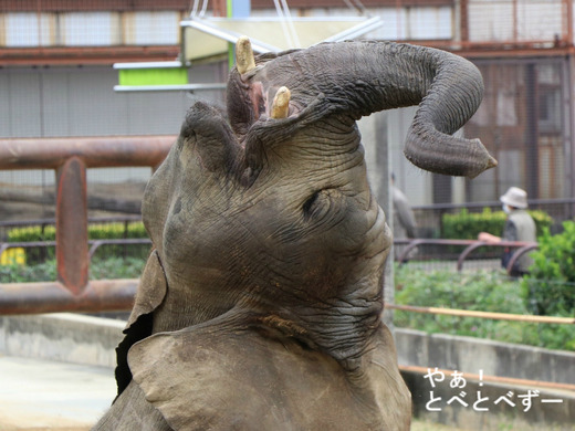 とべ動物園アフリカゾウ:砥愛ちゃん(メス、7歳)