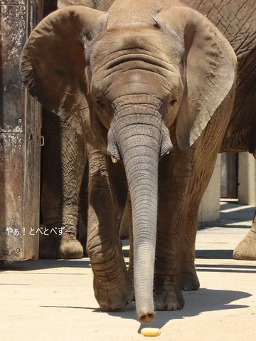 日本で唯一アフリカゾウの子象が見られる愛媛とべ動物園