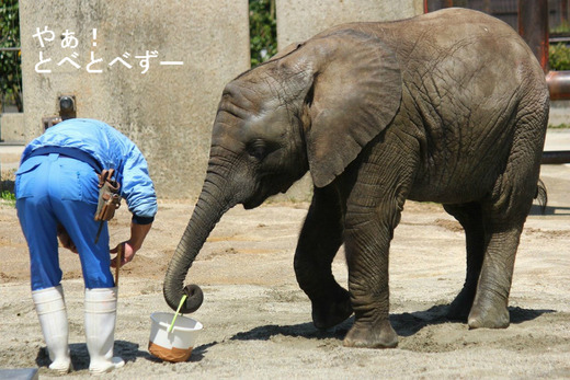 アフリカゾウの家族:父・アフ、母・リカ、長女・媛、次女・砥愛