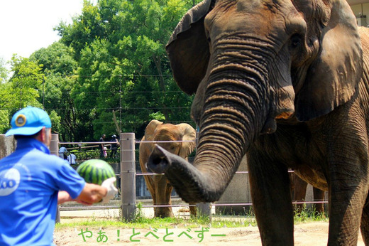 古賀賞受賞!レジェンド飼育員の椎名修さん