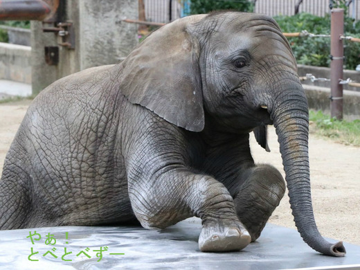 とべ動物園アフリカゾウのブログ：やぁ！とべとべずー