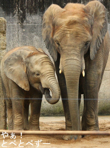 アフリカゾウ、アジアゾウ大好きブログ:やぁ!とべとべずー