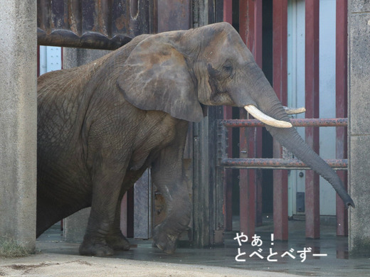 とべ動物園ブログ：やぁ！とべとべずー