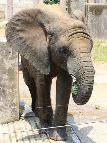 アフリカゾウ写真家：矢野賢一（やぁ！とべとべずー）