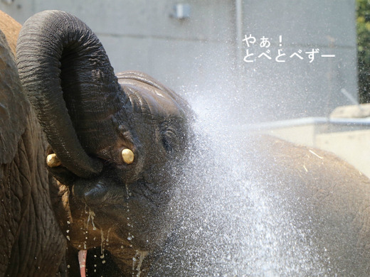 とべ動物園アフリカゾウ：砥愛ちゃん（メス、６歳）
