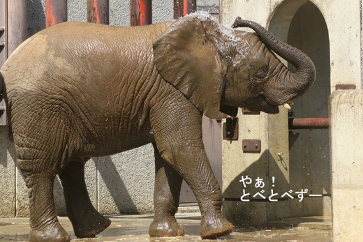 とべ動物園アフリカゾウ:子象の砥愛ちゃん(メス、4歳)