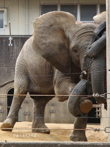 とべ動物園アフリカゾウ:砥愛ちゃん(メス、8歳)