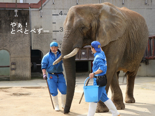 レジェンド飼育員さんと若手飼育員さんによるアフリカゾウの訓練