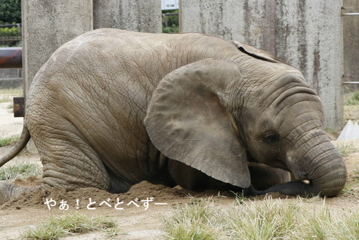 とべ動物園ブログ:やぁ!とべとべずー