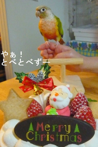 ウロコインコ（パイナップル）の『もみじ』さん