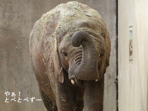 アフリカゾウ、アジアゾウ大好きブログ：やぁ！とべとべずー